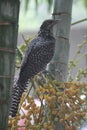 The blood red eyed Asian Koel